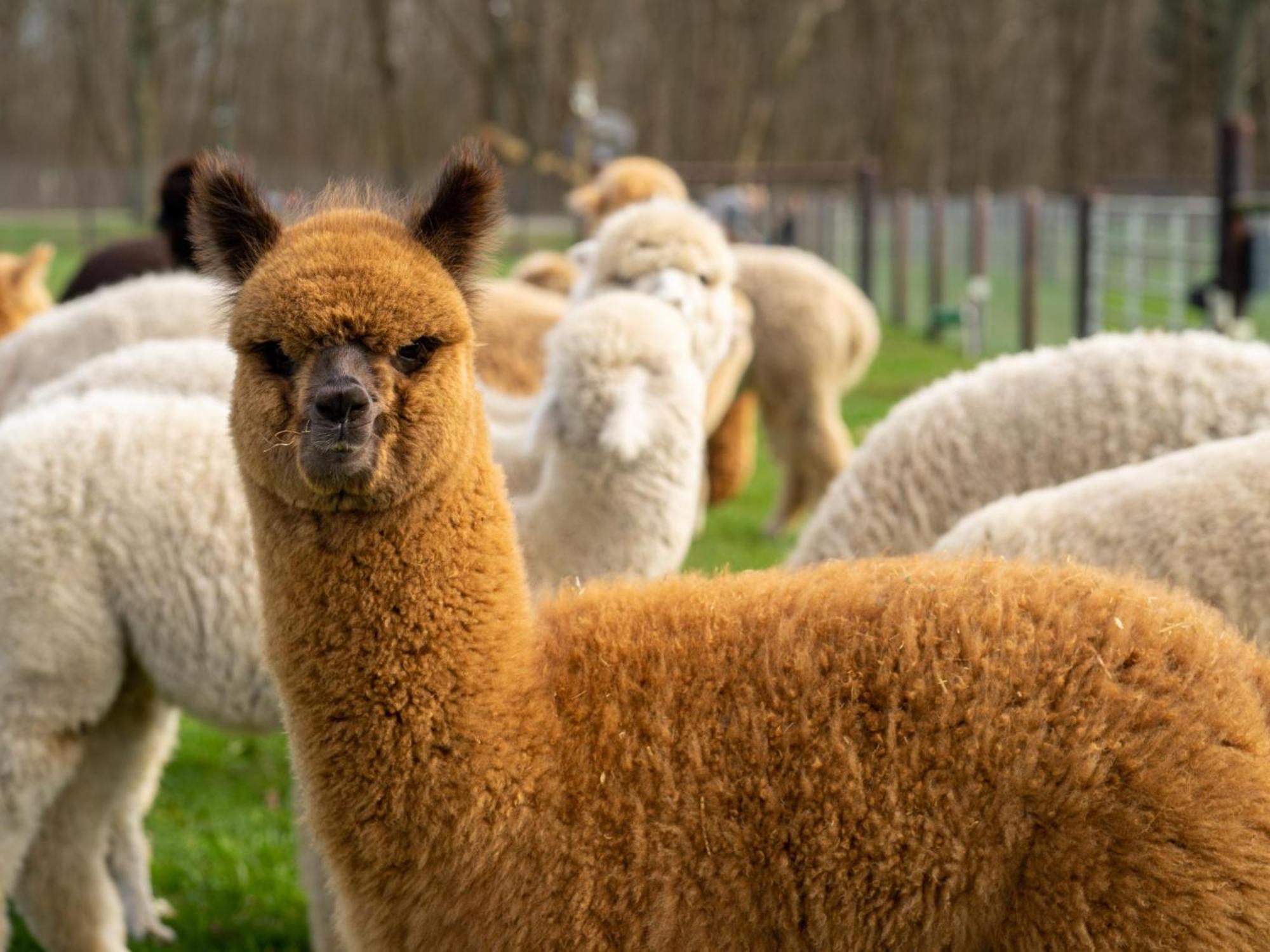 Alpacafarm Vorstenbosch Exterior foto