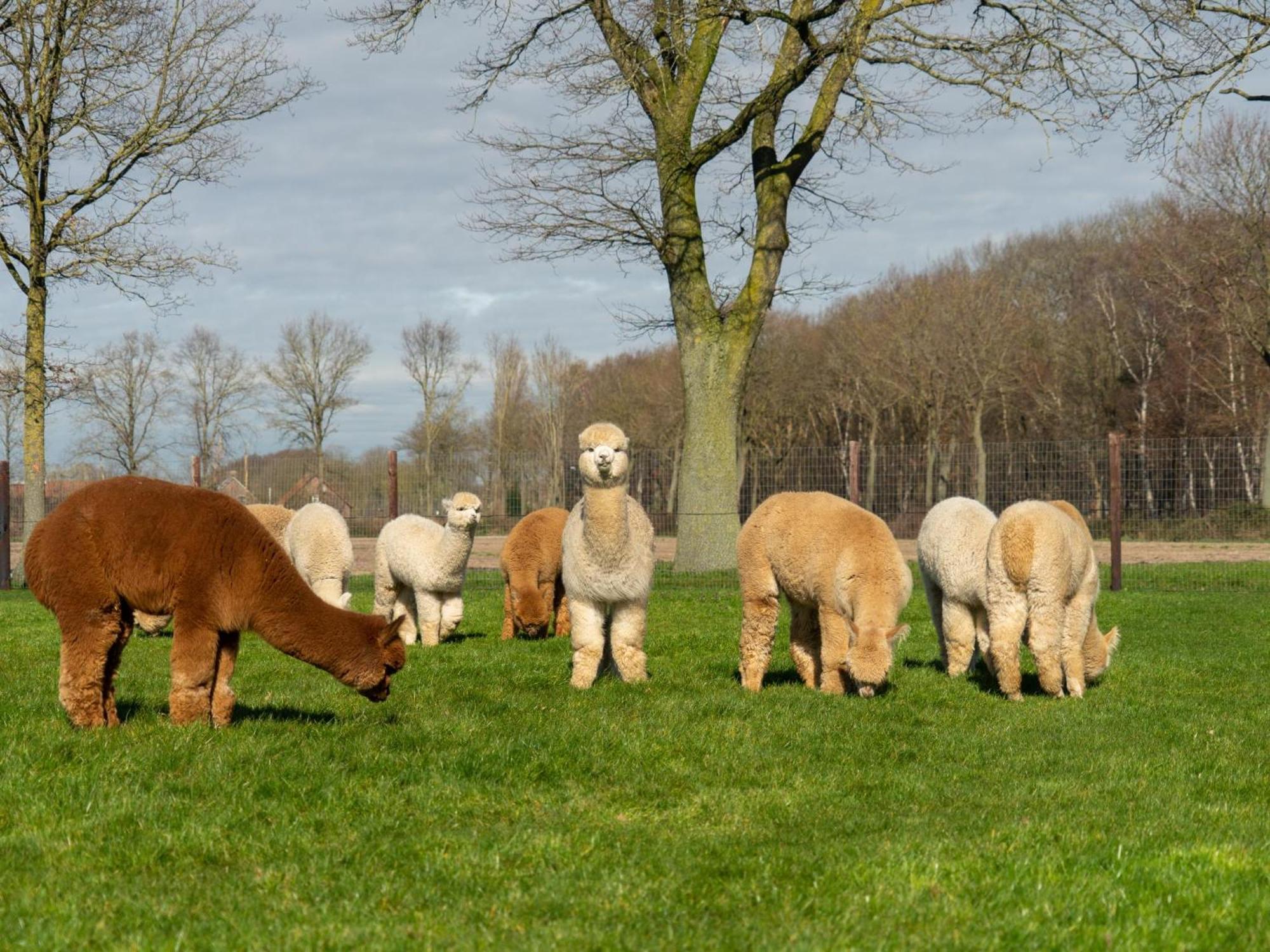 Alpacafarm Vorstenbosch Exterior foto